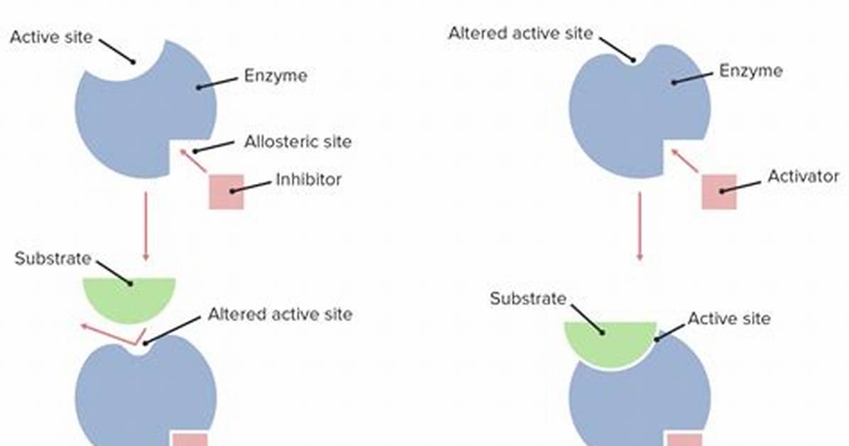 What Is Allosteric Effect
