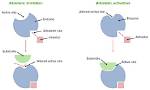 What Is Allosteric Effect
