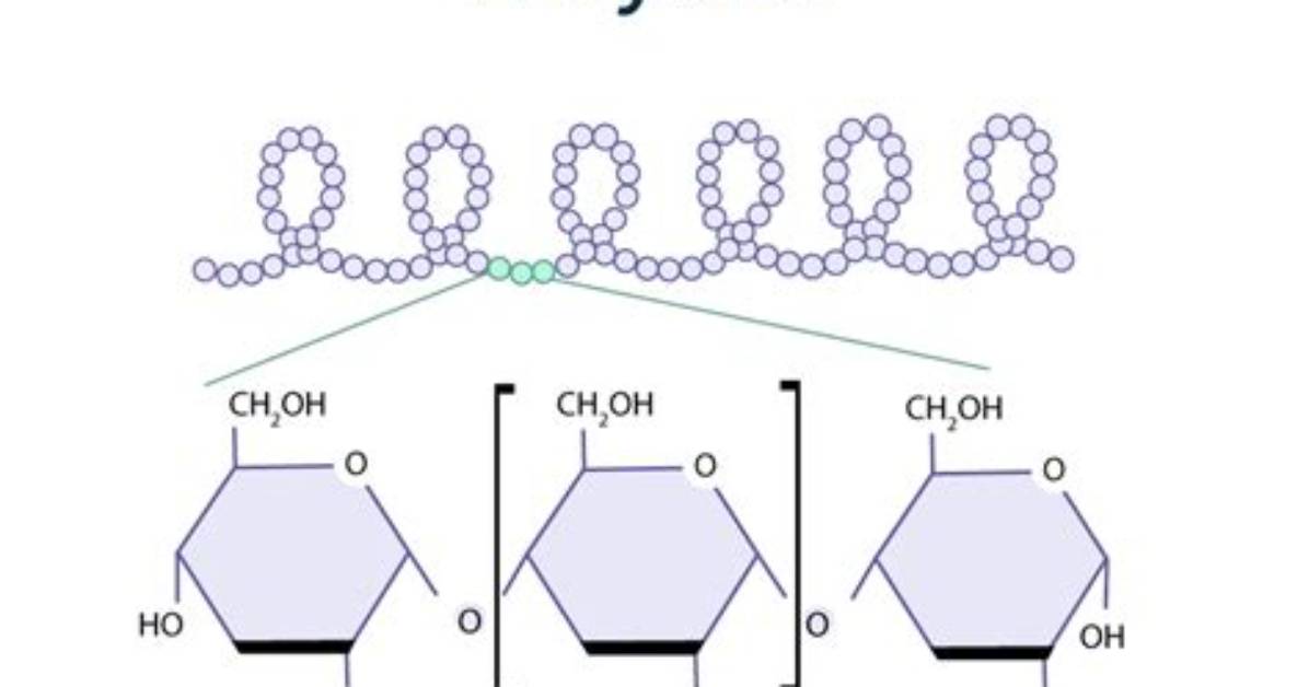 What Is Amylases Function?