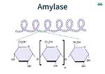 What Is Amylases Function?
