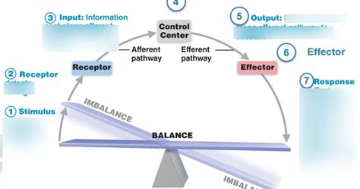 What Is an Effector Example