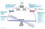 What Is an Effector Example