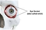 What Is an Eye Socket