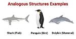 What Is Analogous Structure Example?