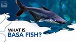 What Is Basa