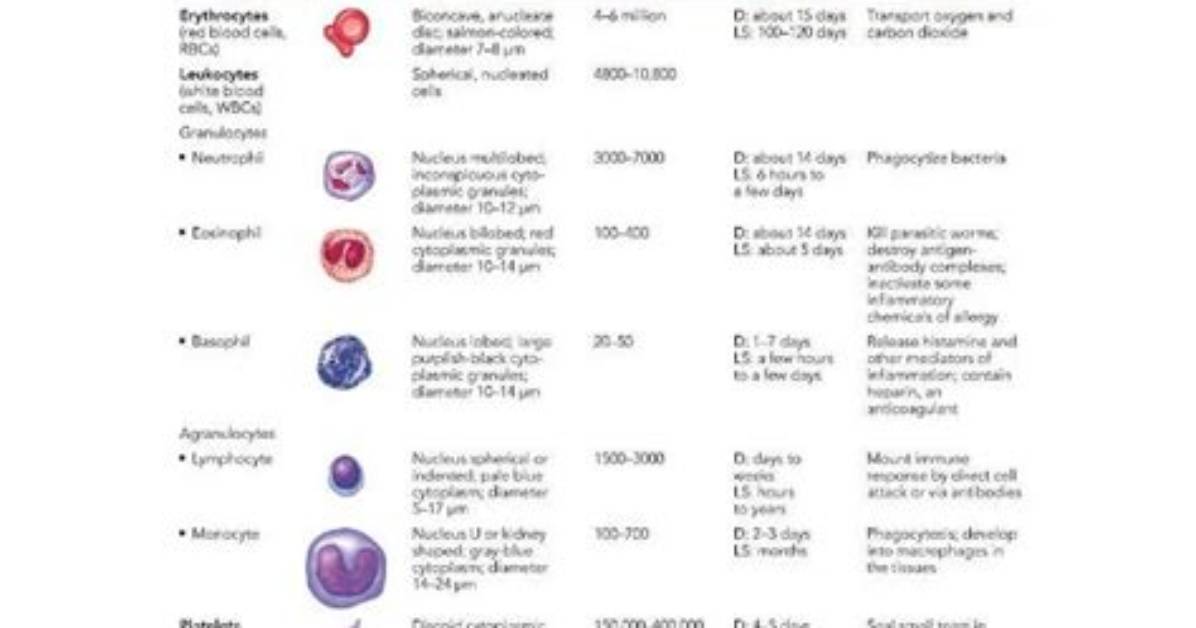 What Is Basic Hematology