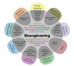 What Is Bioengineering Major?