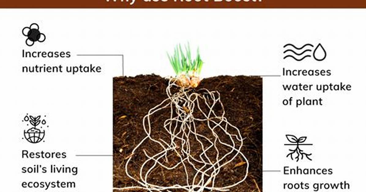 What Is Boost_Root?