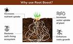 What Is Boost_Root?