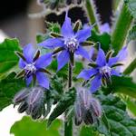 What Is Borage