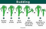 What Is Budding Definition?