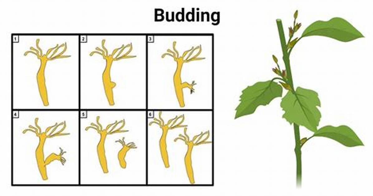What Is Budding