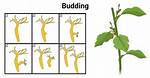 What Is Budding