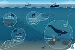 What Is Bycatch