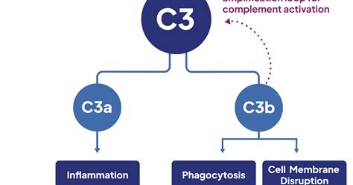 What Is C3 Complement?