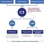 What Is C3 Complement?