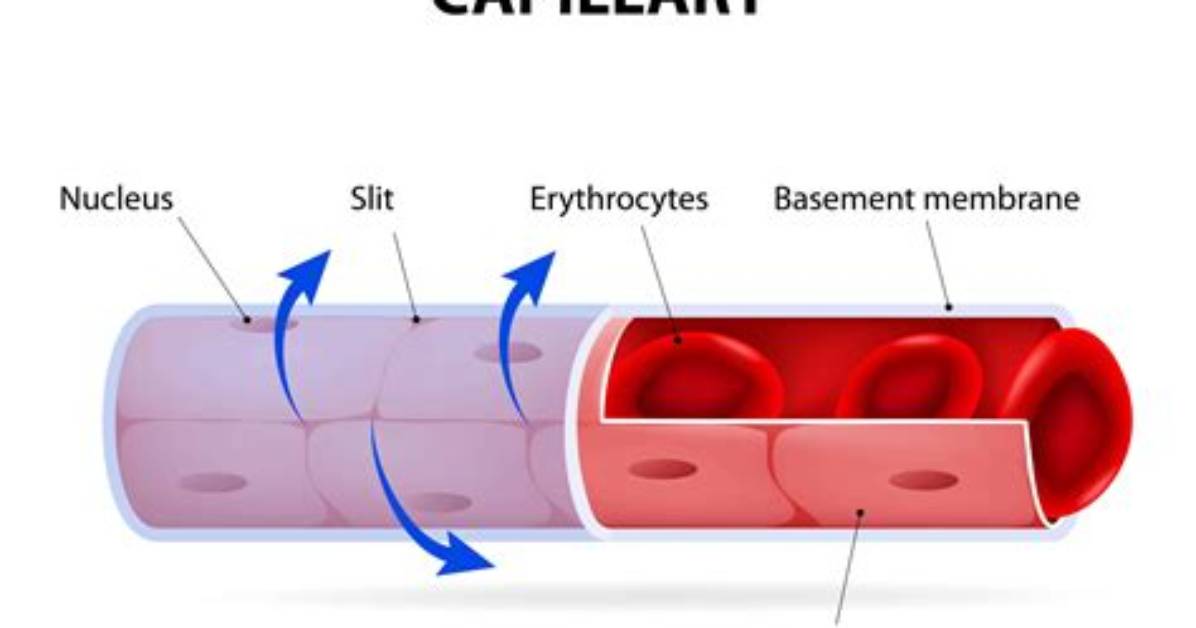 What Is Capillary and Its Function