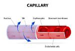 What Is Capillary and Its Function
