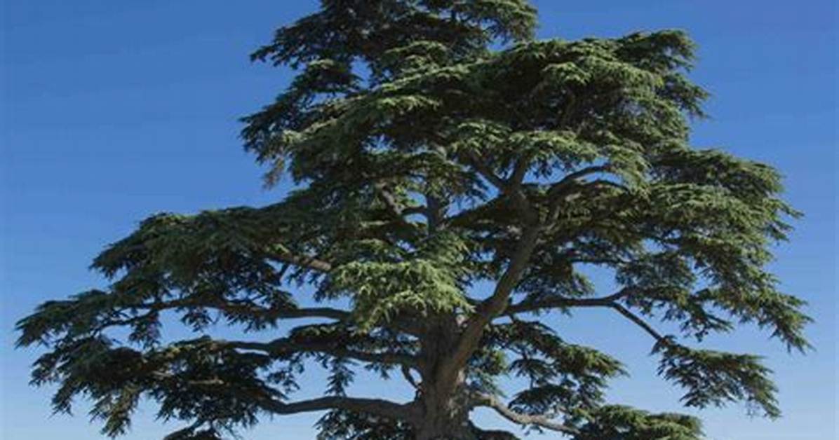 What Is Cedar