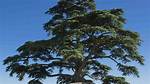 What Is Cedar