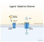 What Is Channel Function