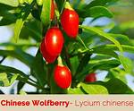 What Is Chinese Wolfberry Good for?