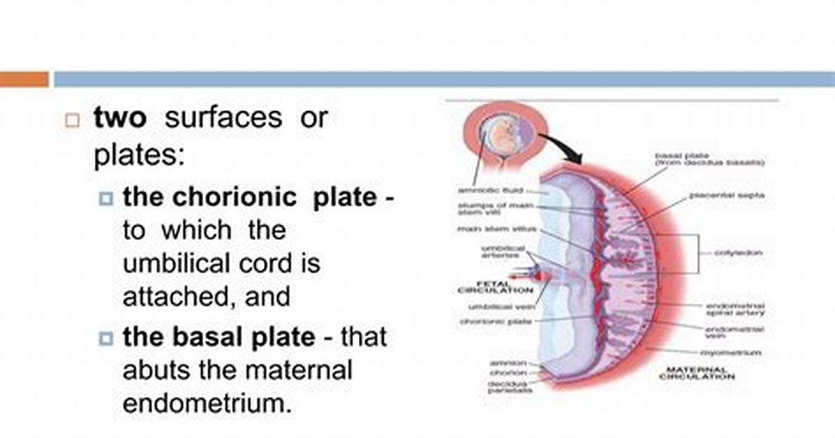 What Is Chorionic Plate