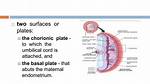 What Is Chorionic Plate