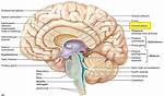 What Is Choroid Plexus?