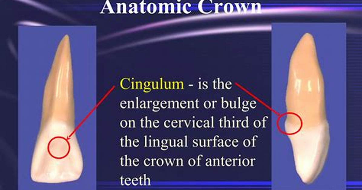 What Is Cingulum Tooth?