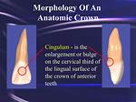 What Is Cingulum Tooth?