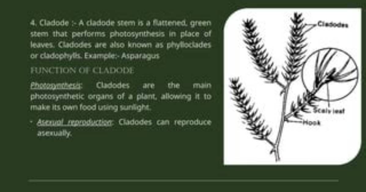 What Is Cladode Function?