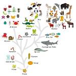 What Is Classification and Evolution