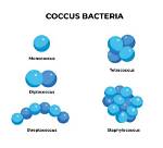 What Is Coccus Shape?