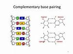 What Is Complementary Base Pairing