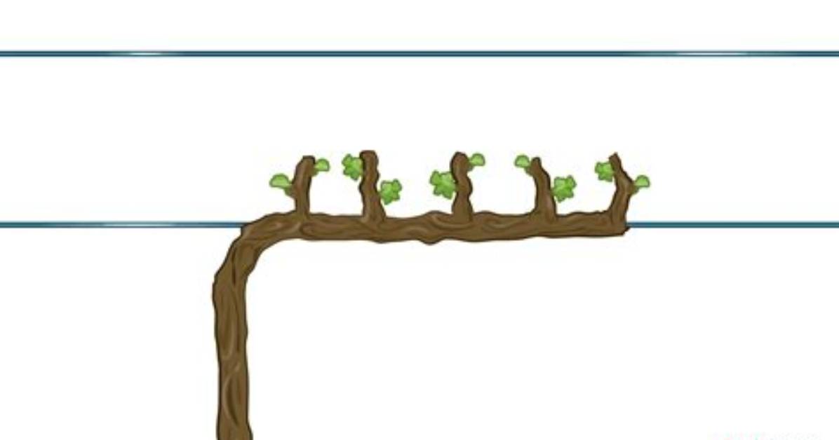 What Is Cordon Pruning