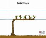 What Is Cordon Pruning