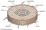 What Is Cortex Endodermis?
