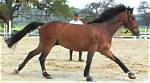 What Is Cross Cantering?