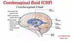 What Is Csf