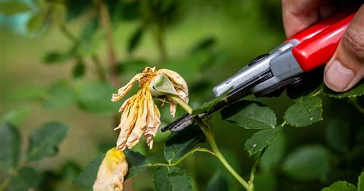 What Is Deadheading