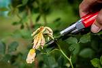 What Is Deadheading