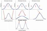 What Is Directional Selection?