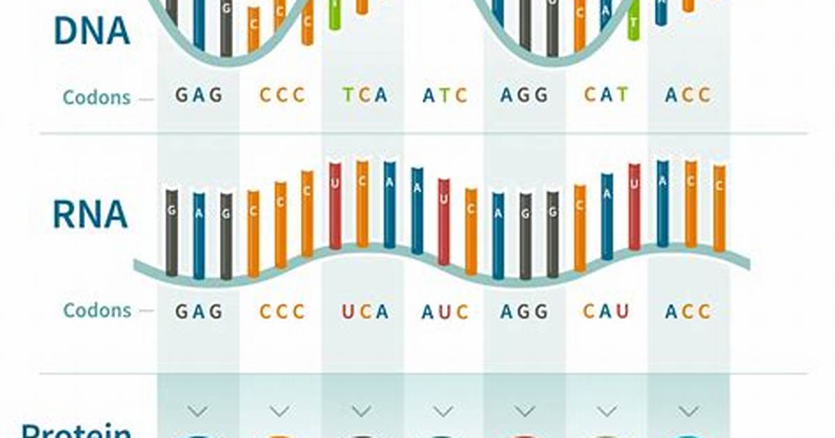 What Is Dna Code