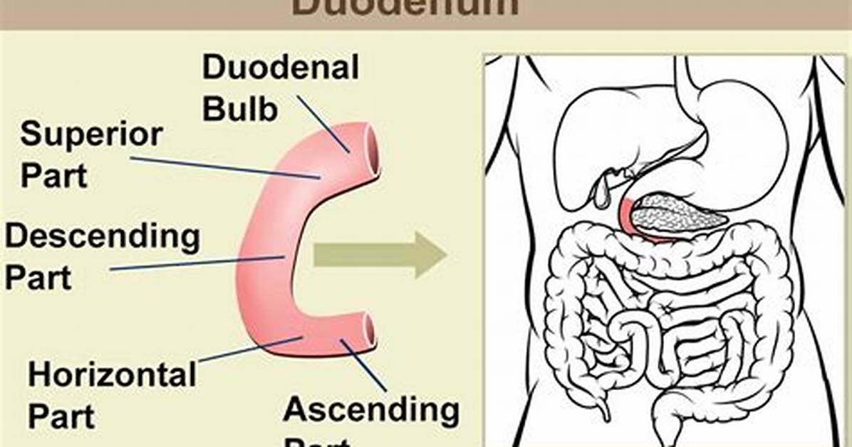 What Is Duodenum
