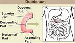 What Is Duodenum