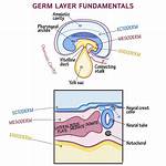 What Is Ectodermal Origin?
