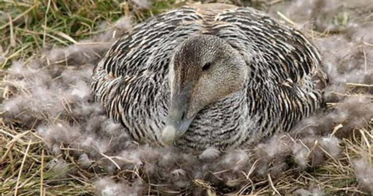 What Is Eider Down?