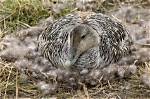 What Is Eider Down?