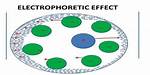 What Is Electrophoretic Effect?